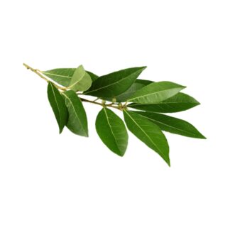 Laurel x 150