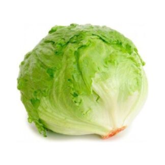 Lechuga Criolla x und