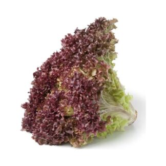 Lechuga Morada x und