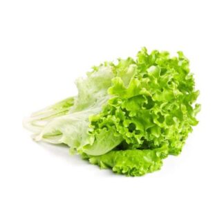 Lechuga Rizada Verde x und