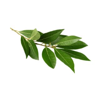 Laurel x 150