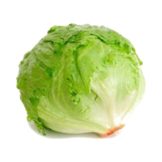 Lechuga Criolla x und