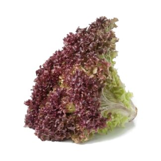 Lechuga Morada x und