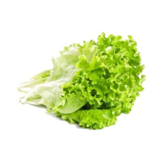 Lechuga Rizada Verde x und