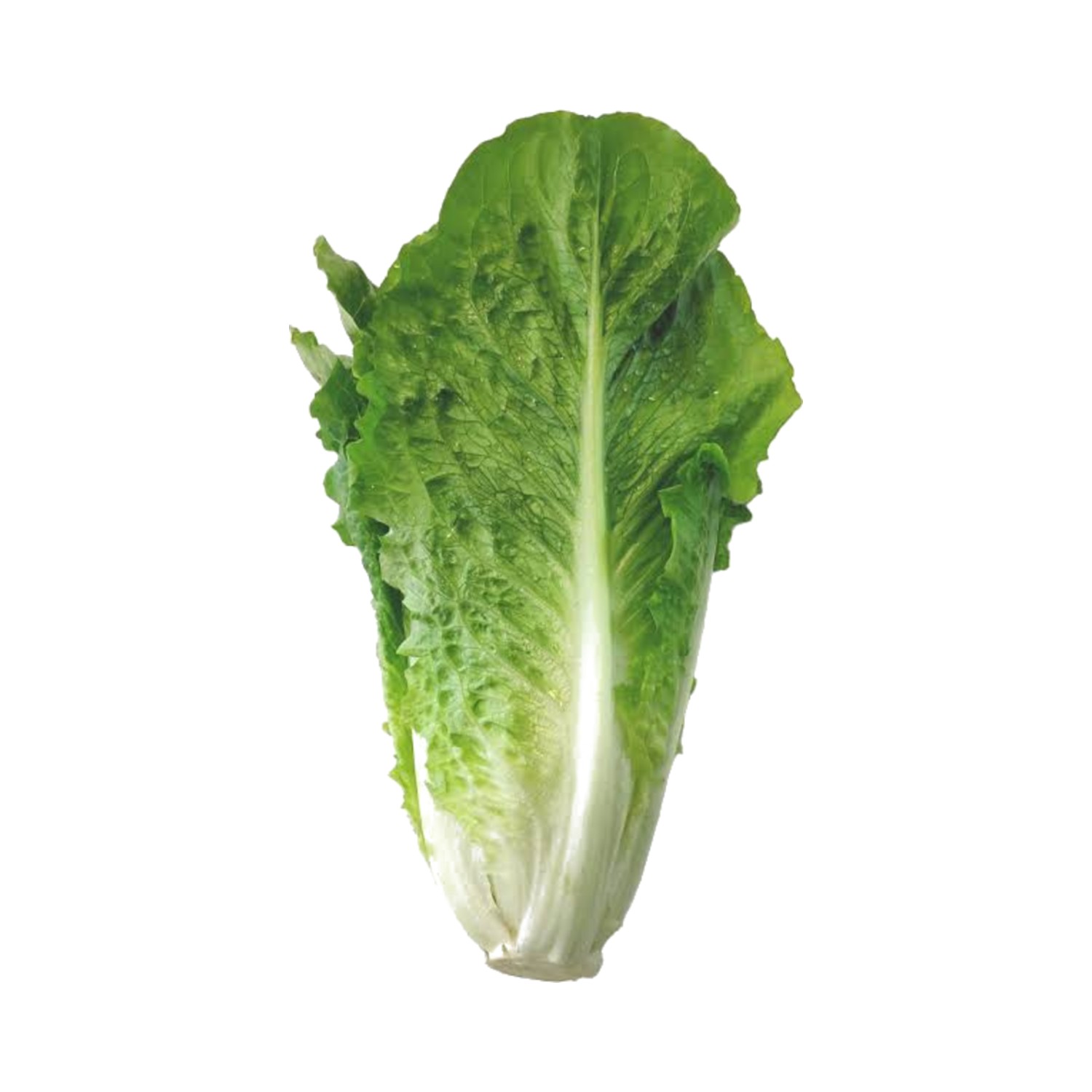Lechuga Romana x 200 Gr